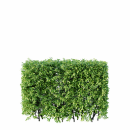 Ligustrum vulgare F spring summer