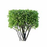 Ligustrum vulgare G spring summer