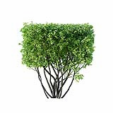 Ligustrum vulgare H spring summer