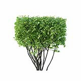 Ligustrum vulgare I spring summer