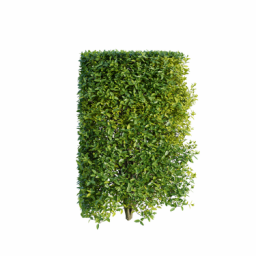 Ligustrum vulgare J spring summer