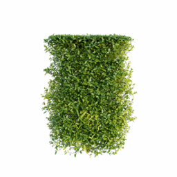 Ligustrum vulgare K spring summer