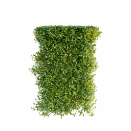Ligustrum vulgare L spring summer