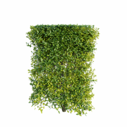 Ligustrum vulgare M spring summer