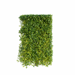 Ligustrum vulgare O spring summer