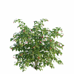 Rubus idaeus A spring summer