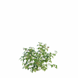 Rubus idaeus B spring summer