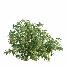 Rubus idaeus C spring summer