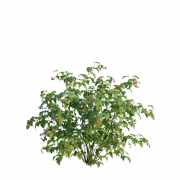 Rubus idaeus D spring summer