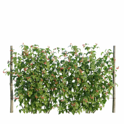 Rubus idaeus E spring summer