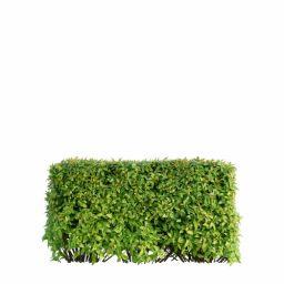 Spiraea japonica F spring summer