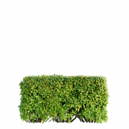 Spiraea japonica G spring summer