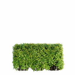 Spiraea japonica I spring summer