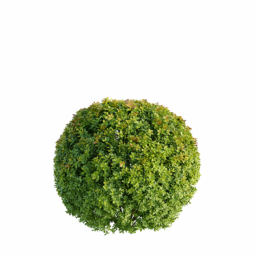 Spiraea japonica J spring summer