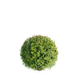 Spiraea japonica K spring summer