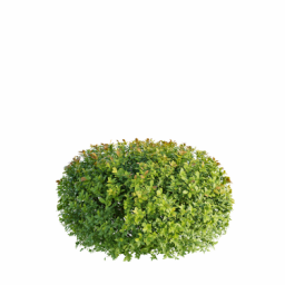 Spiraea japonica L spring summer