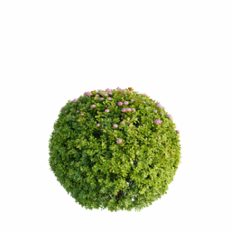 Spiraea japonica M spring summer