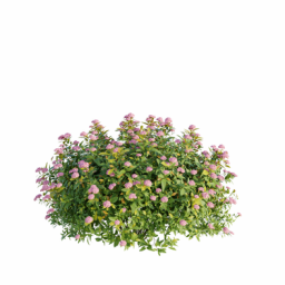 Spiraea japonica N spring summer