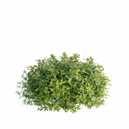 Spiraea japonica O spring summer