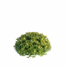 Spiraea japonica P spring summer