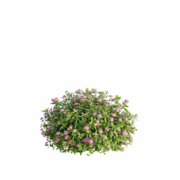 Spiraea japonica Q spring summer