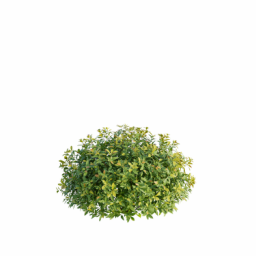 Spiraea japonica R spring summer