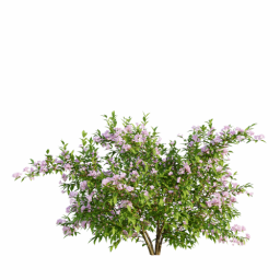 Weigela florida D spring summer