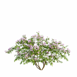 Weigela florida E spring summer
