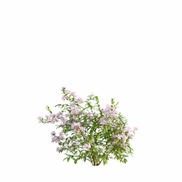 Weigela florida G spring summer