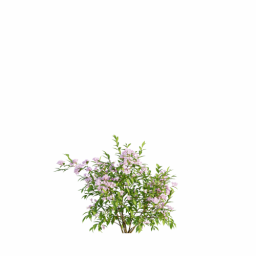 Weigela florida H spring summer