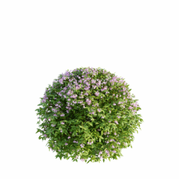 Weigela florida I spring summer