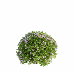 Weigela florida J spring summer
